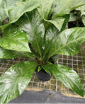 Jungle Bush Anthurium